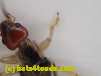 /home//u458753944/public_html/sourcegallery///Insects and small critters/earwigs (Dermaptera)/P4260001.JPG